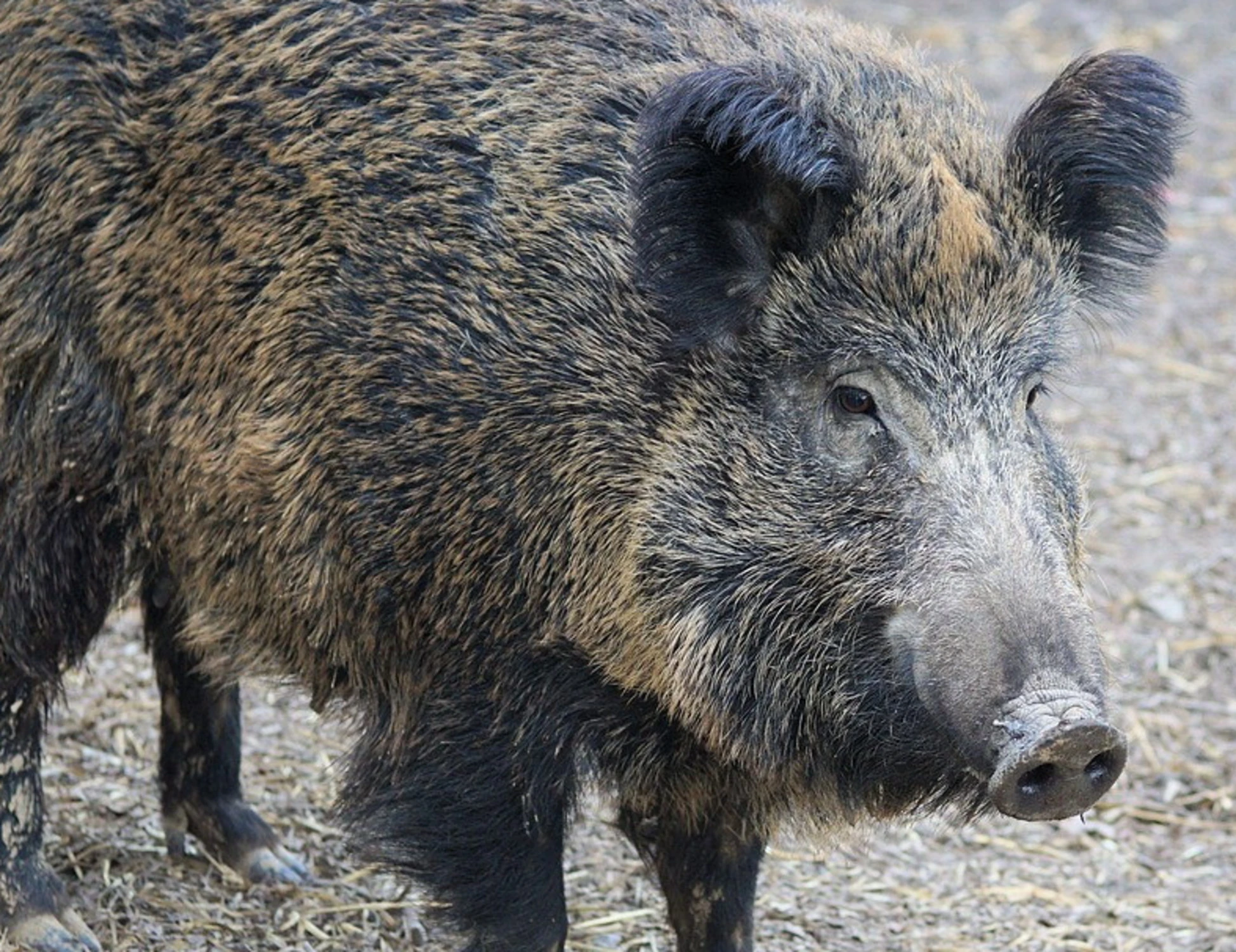 Se un cinghiale distrugge l'auto, la Regione paga i danni