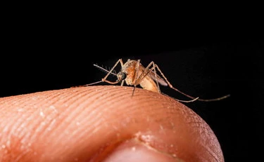 West Nile, muore una donna a Qualiano. L'allarme si allarga