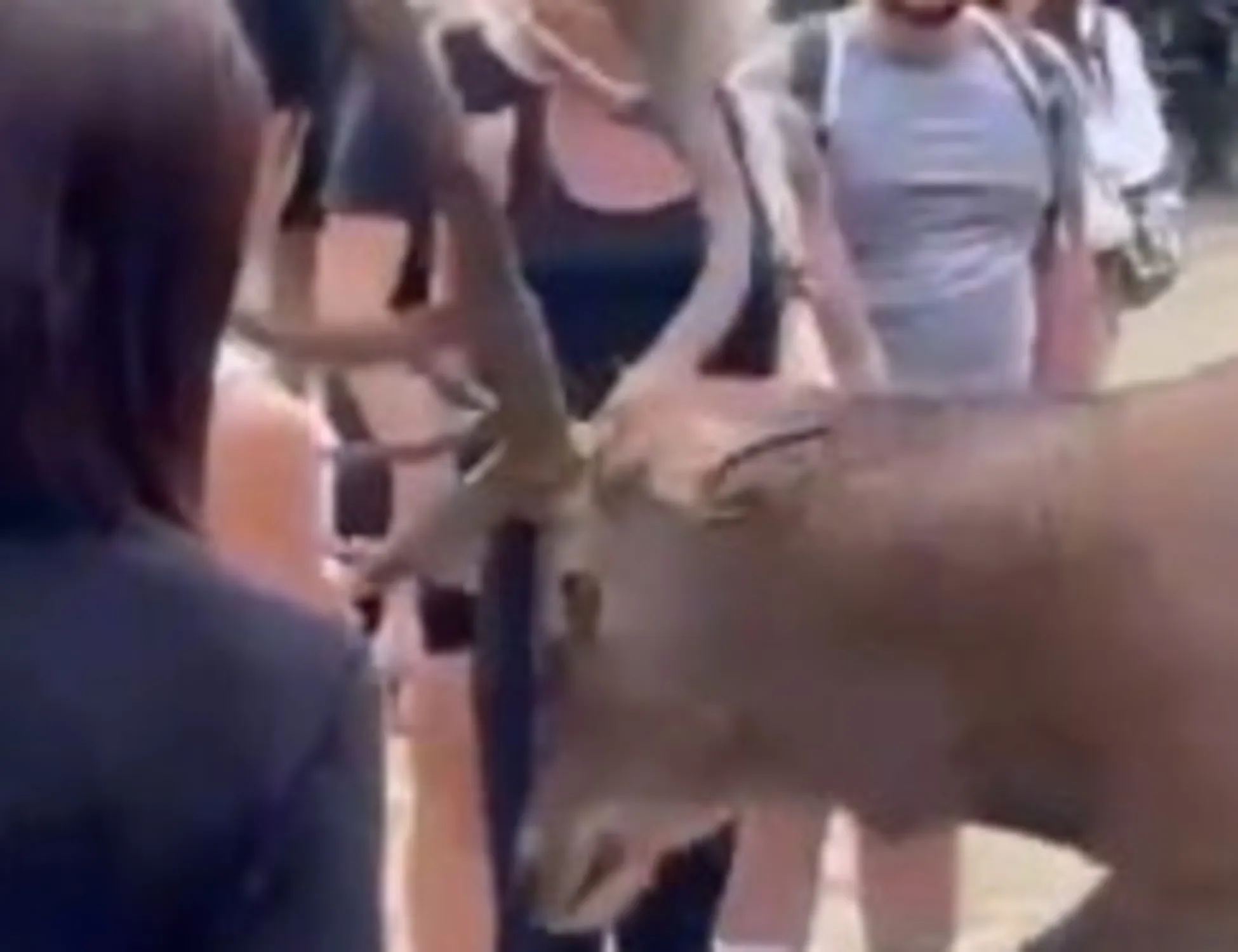 Leggi l'articolo: I turisti cafoni si avvicinano troppo? Il cervo li carica <span style="color: rgb(153, 0, 0);">Video</span>