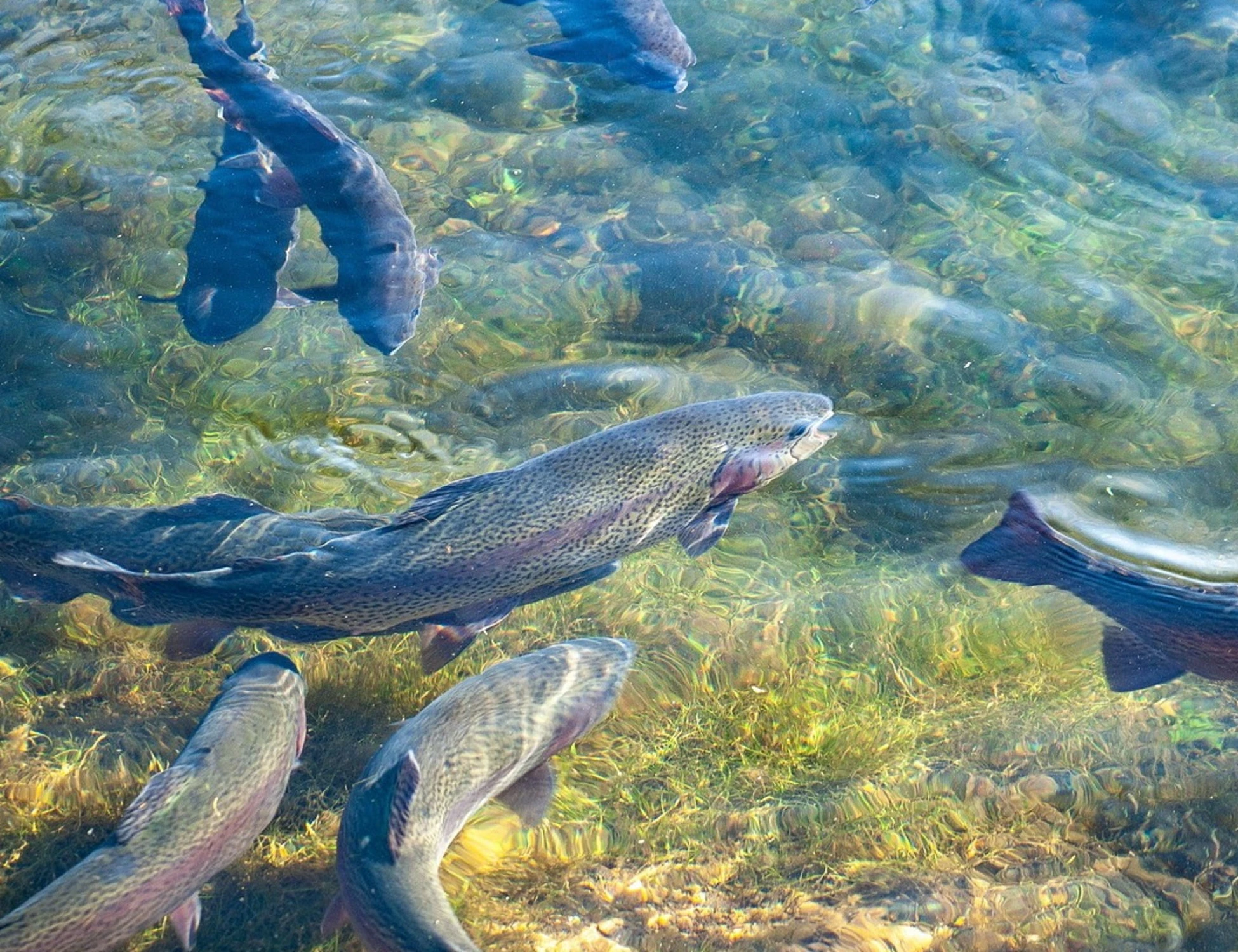 Pesce d'allevamento, cambia tutto: il ruolo degli oli essenziali