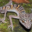 In Vietnam il geco leopardato