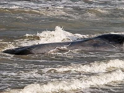 Ambra estratta da batteri salva i capodogli, sostanza sostitutiva in laboratorio