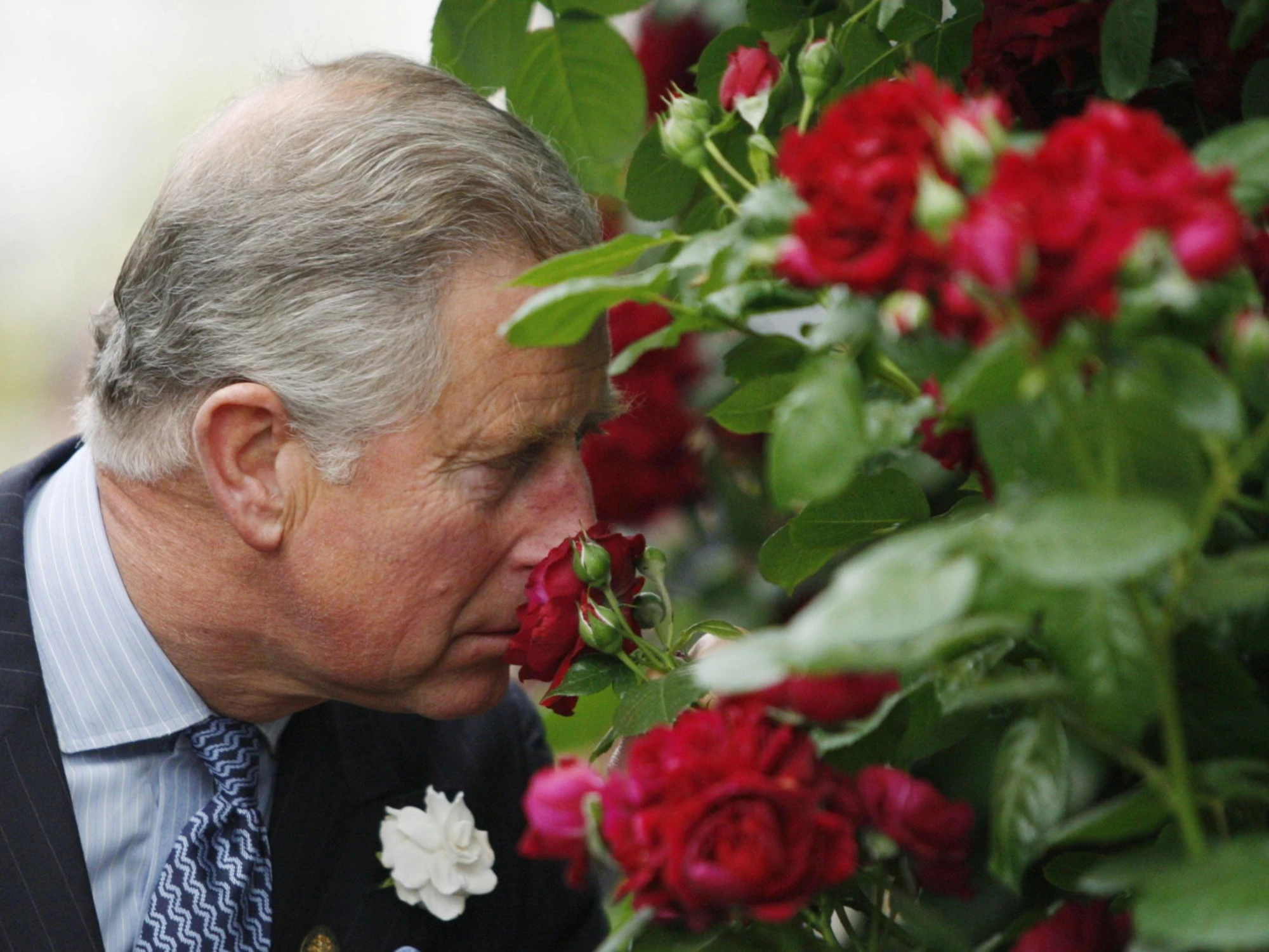 Re Carlo, il giardino maledetto di Highgrove: accuse al sovrano, cosa sta succedendo