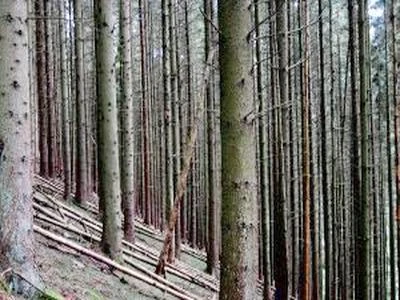 Boschi 'capitale verde', ma solo porzione minimale è gestita in modo efficiente