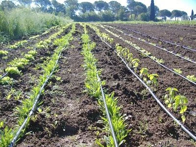 Dagli impianti di irrigazione per l'agricoltura in arrivo il 'mini-idroelettrico'