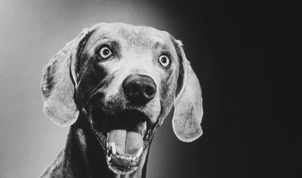 Axel, bracco italiano