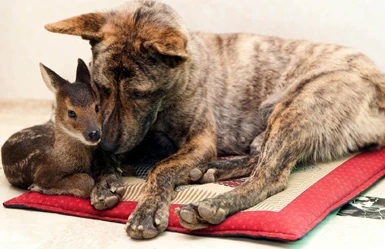 Cagnolina adotta cucciolo di alce