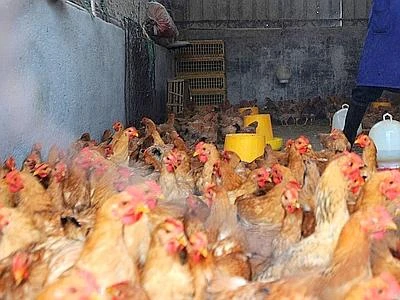 Aviaria, nuovo focolaio in un allevamento del bolognese