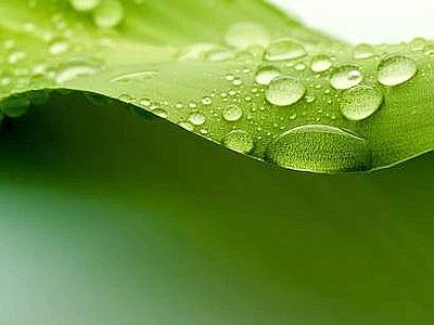 L'aumento di Co2 fa bene agli alberi, aree verdi in aumento nelle regioni aride