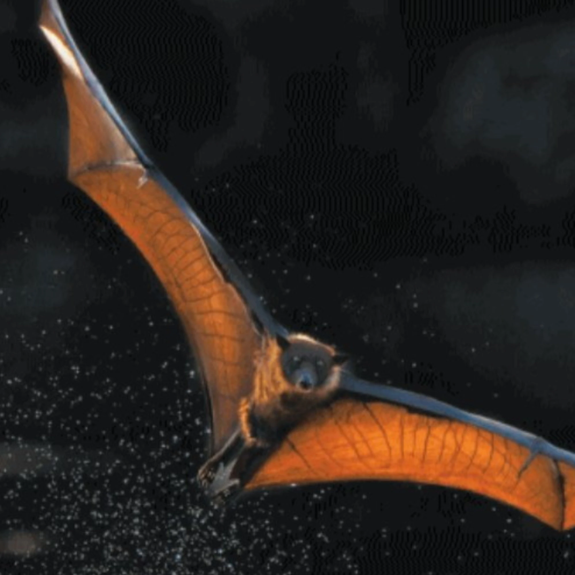 Il festival musicale sfrattato dai pipistrelli