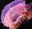 Italia invasa dalle meduse