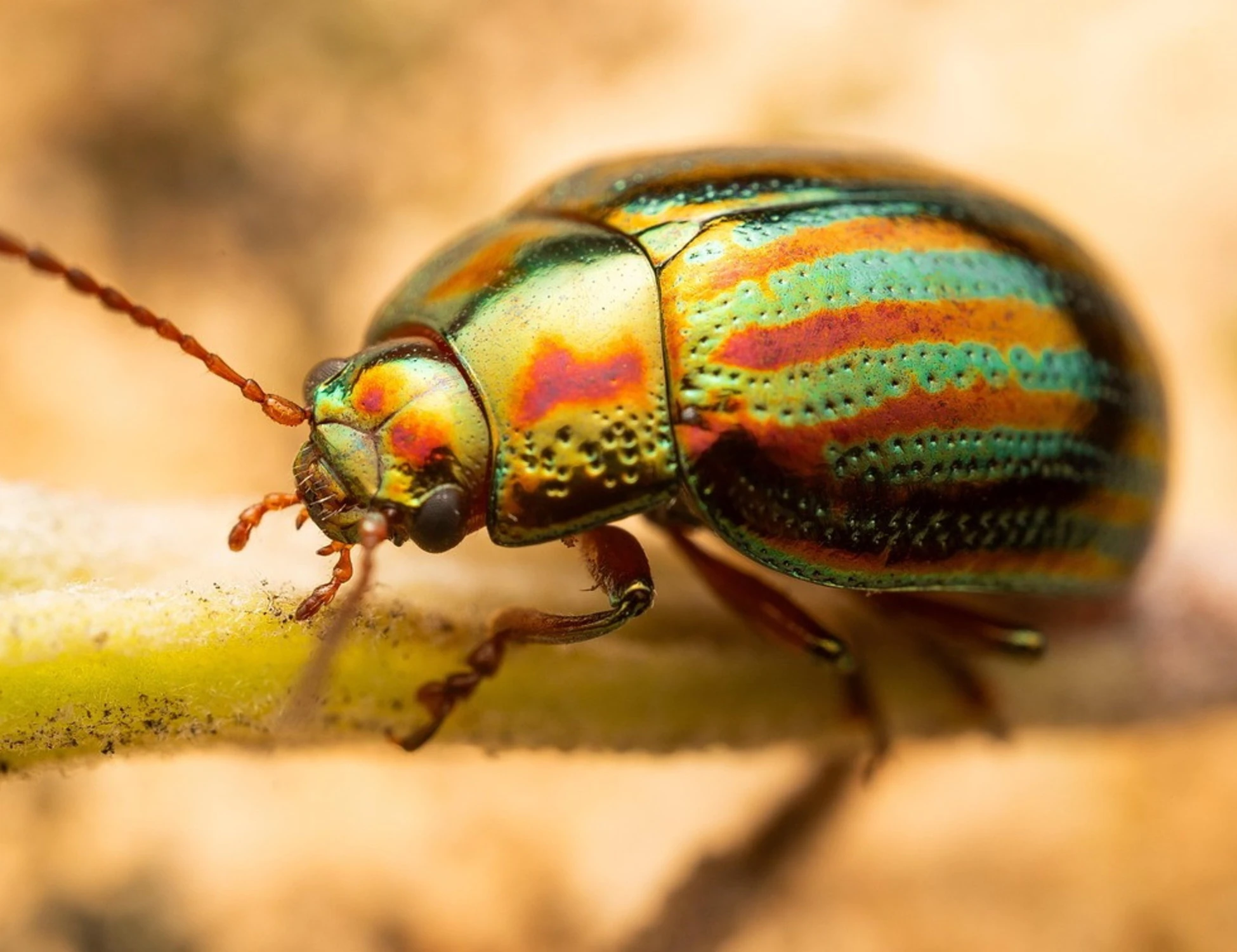 Scarabeo giapponese, Nord Italia invaso: i rischi e come proteggersi