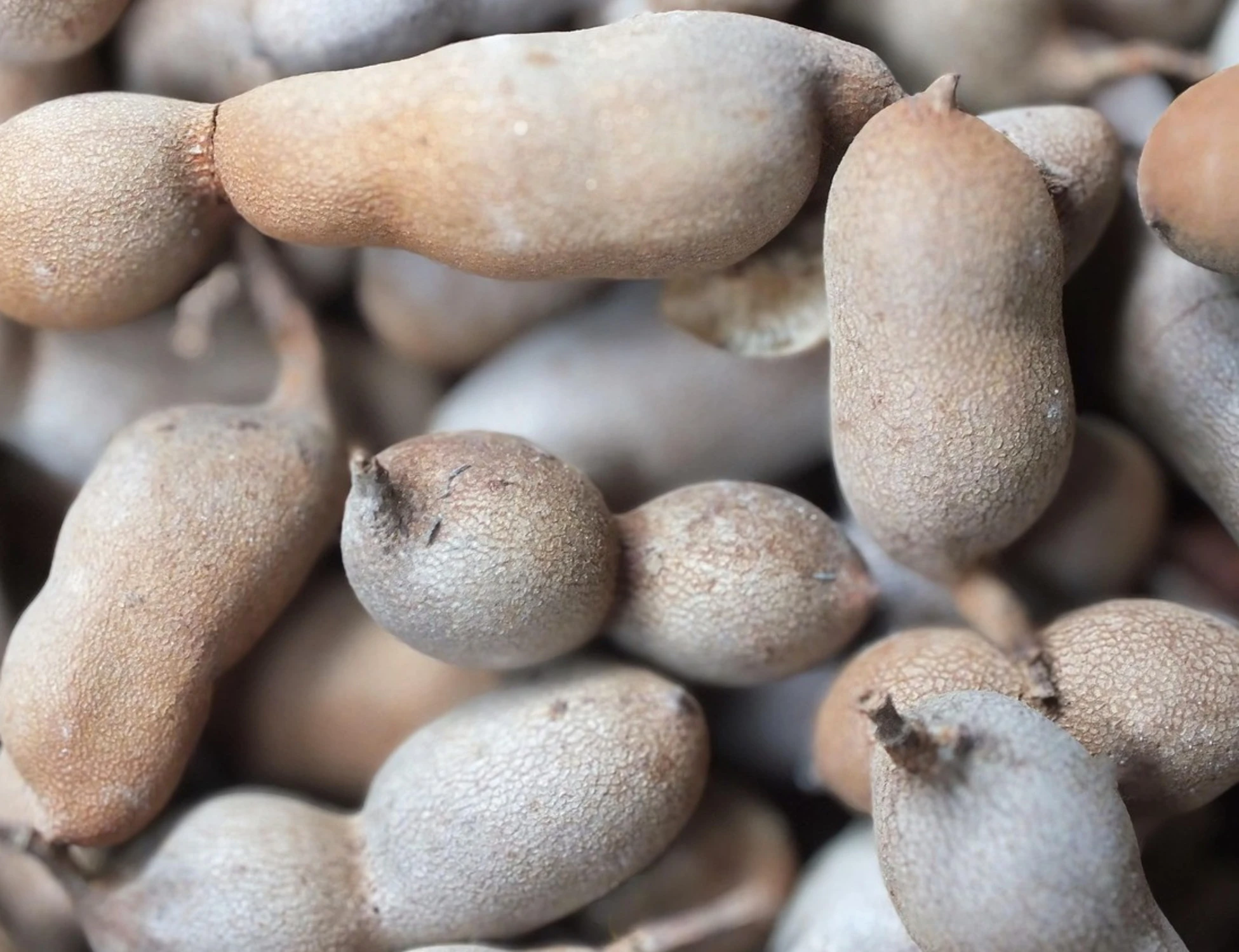 Tamarindo, quando mangiarlo per "salvare" l'intestino