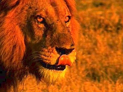 Un business da 'leone', da trofei al commercio di ossa per la medicina cinese