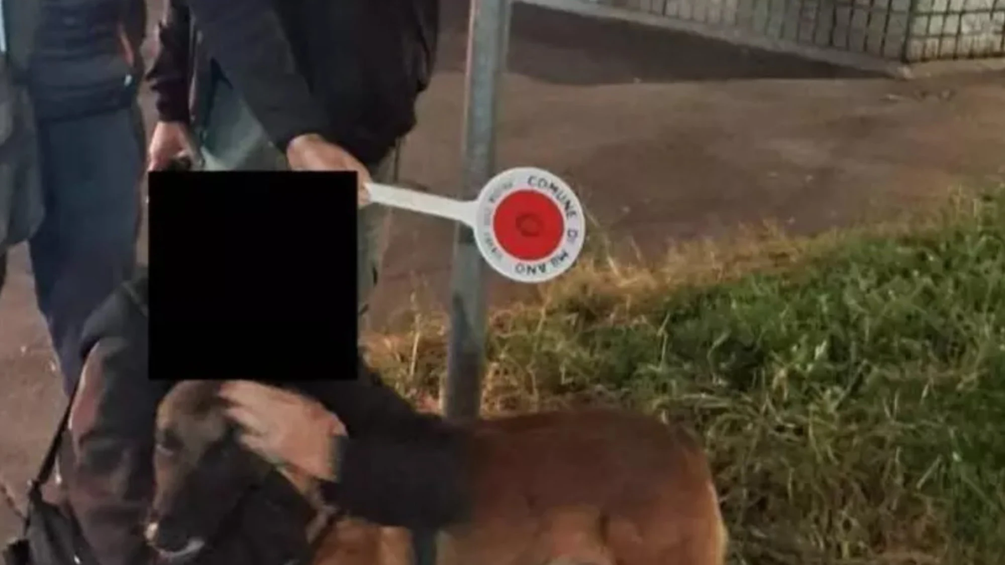 Milano, palestinese trova un cane? Orrore, lo tiene in ostaggio