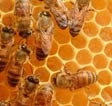 Le api ‘sciamano’ a bomba