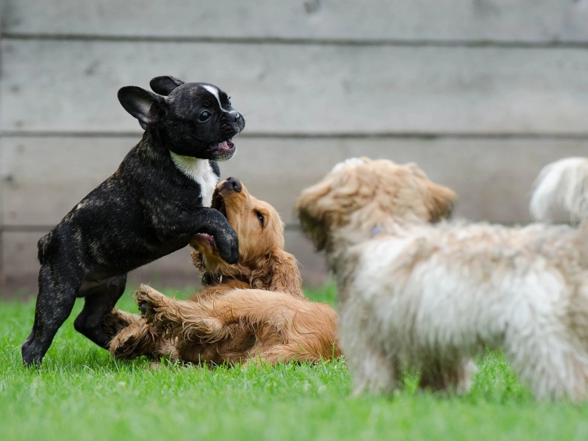 Ecco come proteggere i nostri cuccioli dalle malattie