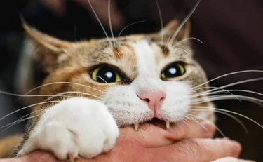 Il gatto? Re della notte: ecco i trucchi per i suoi orari strani