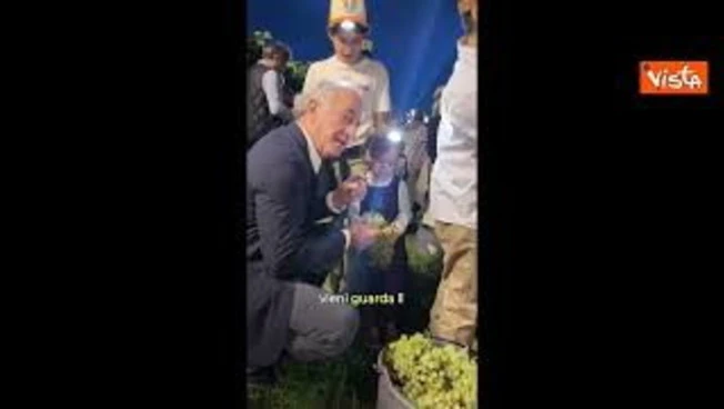 Vendemmia notturna per Zaia, raccoglie i grappoli d'uva in una vigna: "Magia e tradizione"