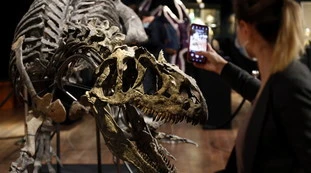 Giuseppe Valditara, lo sfogo: "40 milioni di anni fa... a che serve studiare i dinosauri?"