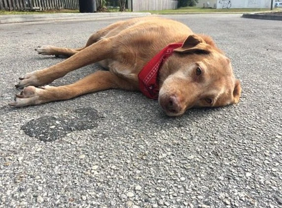 Il cane Paco commuove il mondo: fermo per ore dove la padrona è stata uccisa