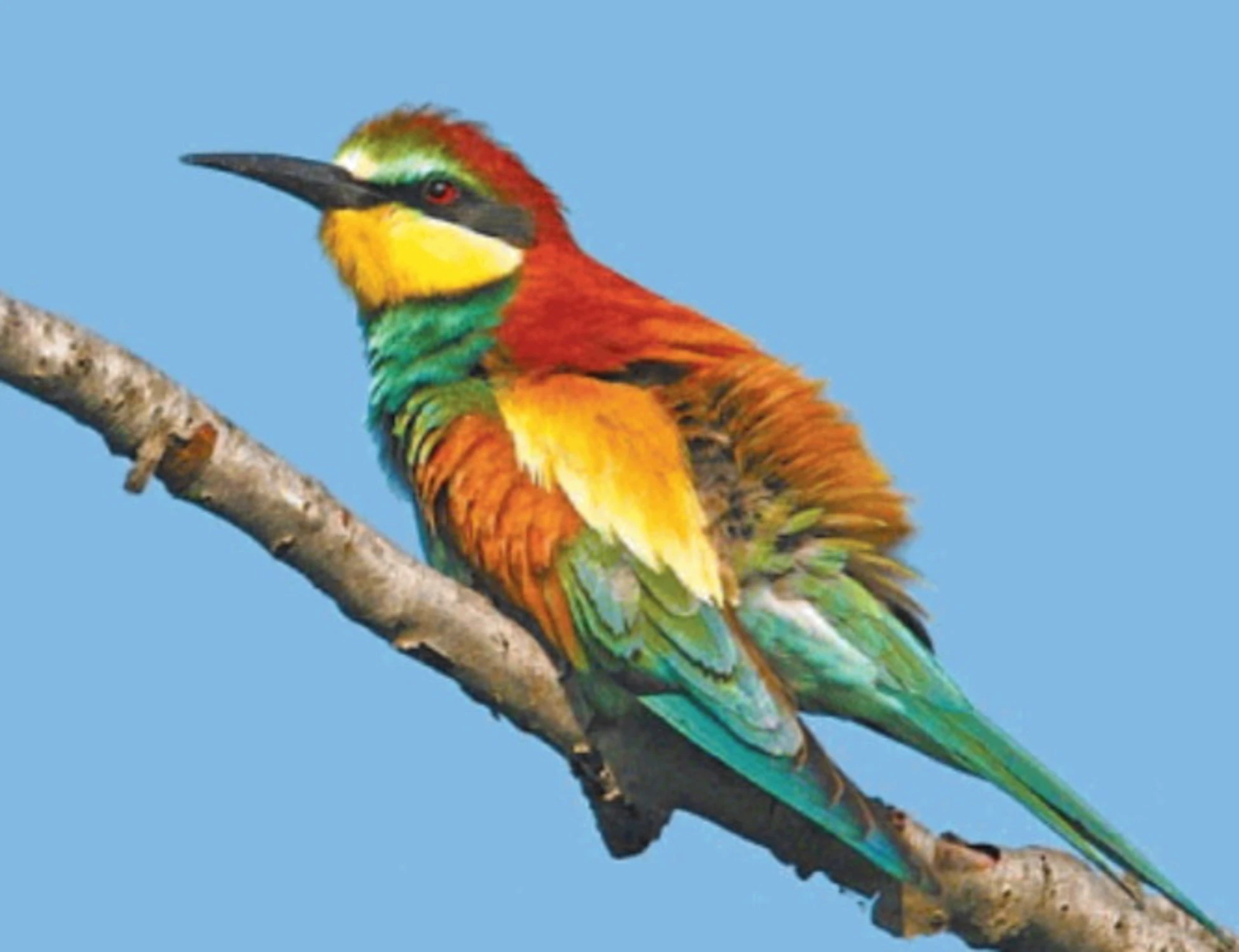 Cantieri Tav fermi per un uccellino