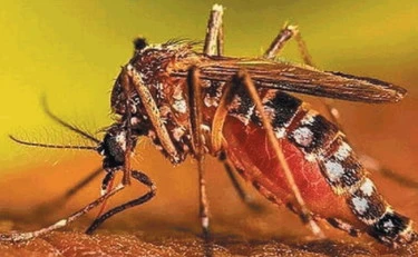 Zanzare "immortali", allarme in tutta Italia: cosa sta succedendo