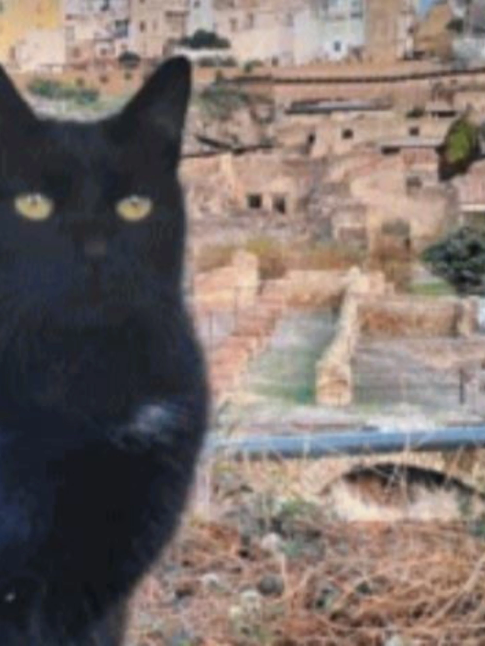 Dal Colosseo ad Ercolano : i gatti custodi della Storia