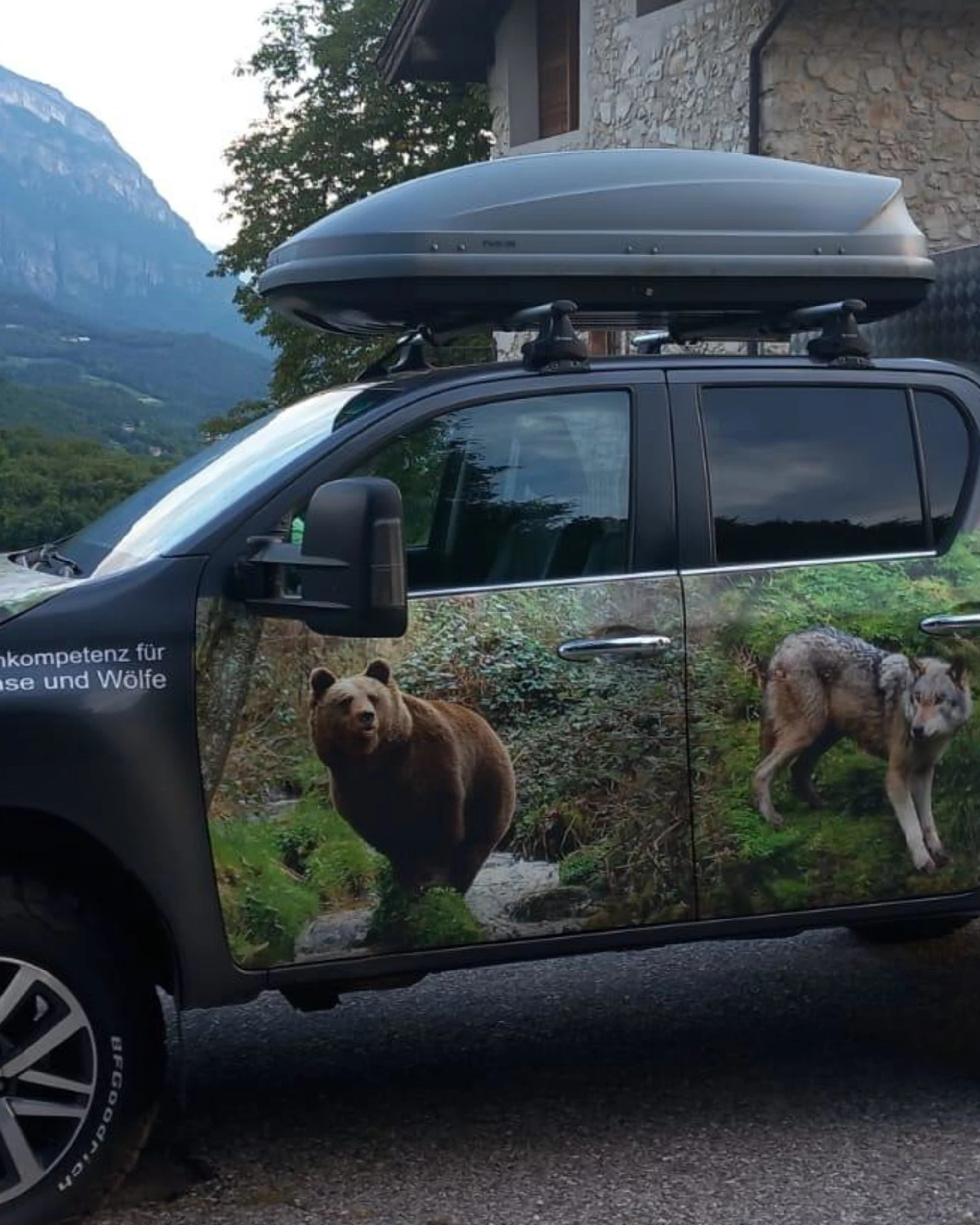 Trentino, fine delle polemiche: l'orsa JJ4 trasferita in Germania