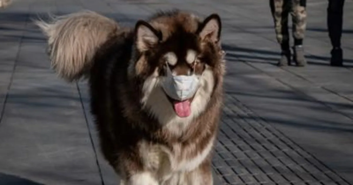 Coronavirus: Oms, un solo cane positivo e sta bene, no rischi da 'pet'