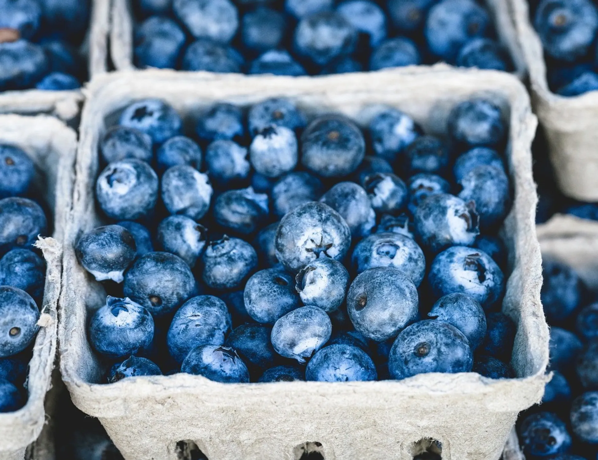 Mirtilli e memoria, gli effetti del frutto di bosco sul cervello