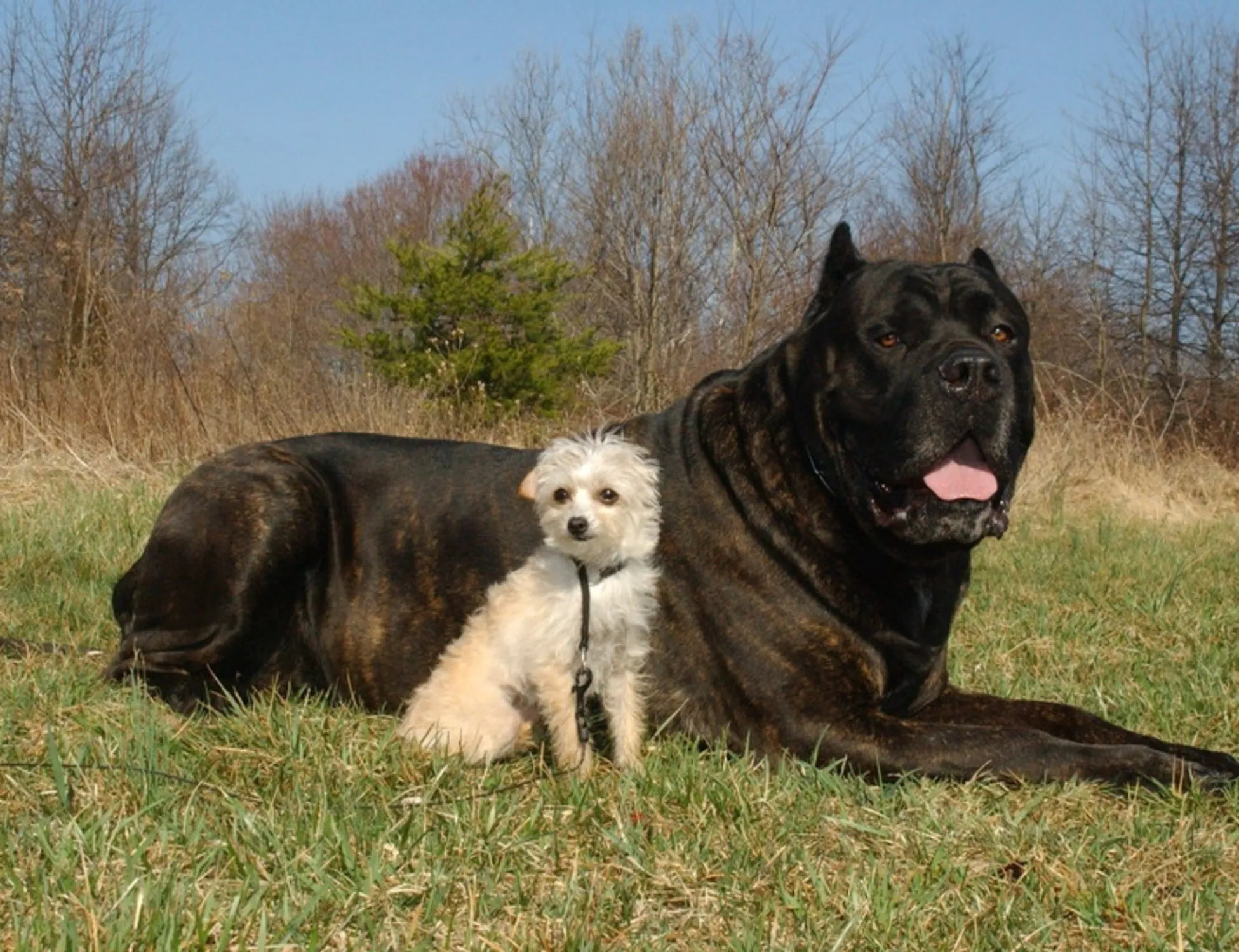 I cani grandi invecchiano più in fretta: gli scienziati puntano i geni contro i "geni saltatori" 