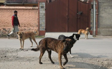 Bari, cane randagio azzanna bimba di 6 anni: come la ha ridotta