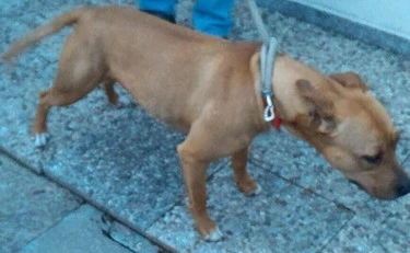 Acerra, uccisa a 9 mesi dal pitbull: i dettagli-choc dell'autopsia