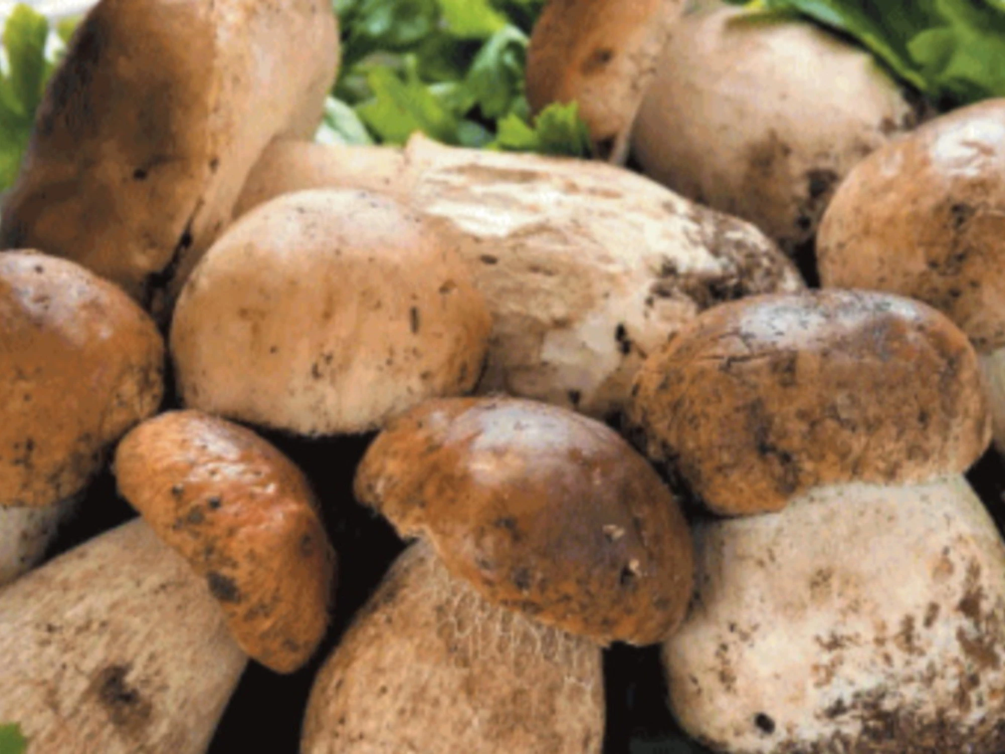 Funghi, un anno d'oro: ecco alcuni semplici trucchi per trovarli