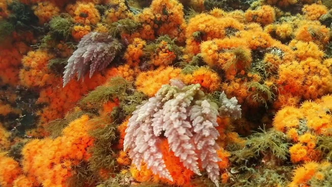 Operazione "GhostNets", rimosse 3 tonnellate di reti fantasma