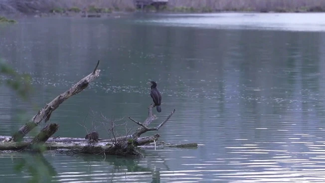 Zone umide, ecosistemi chiave contro la crisi climatica