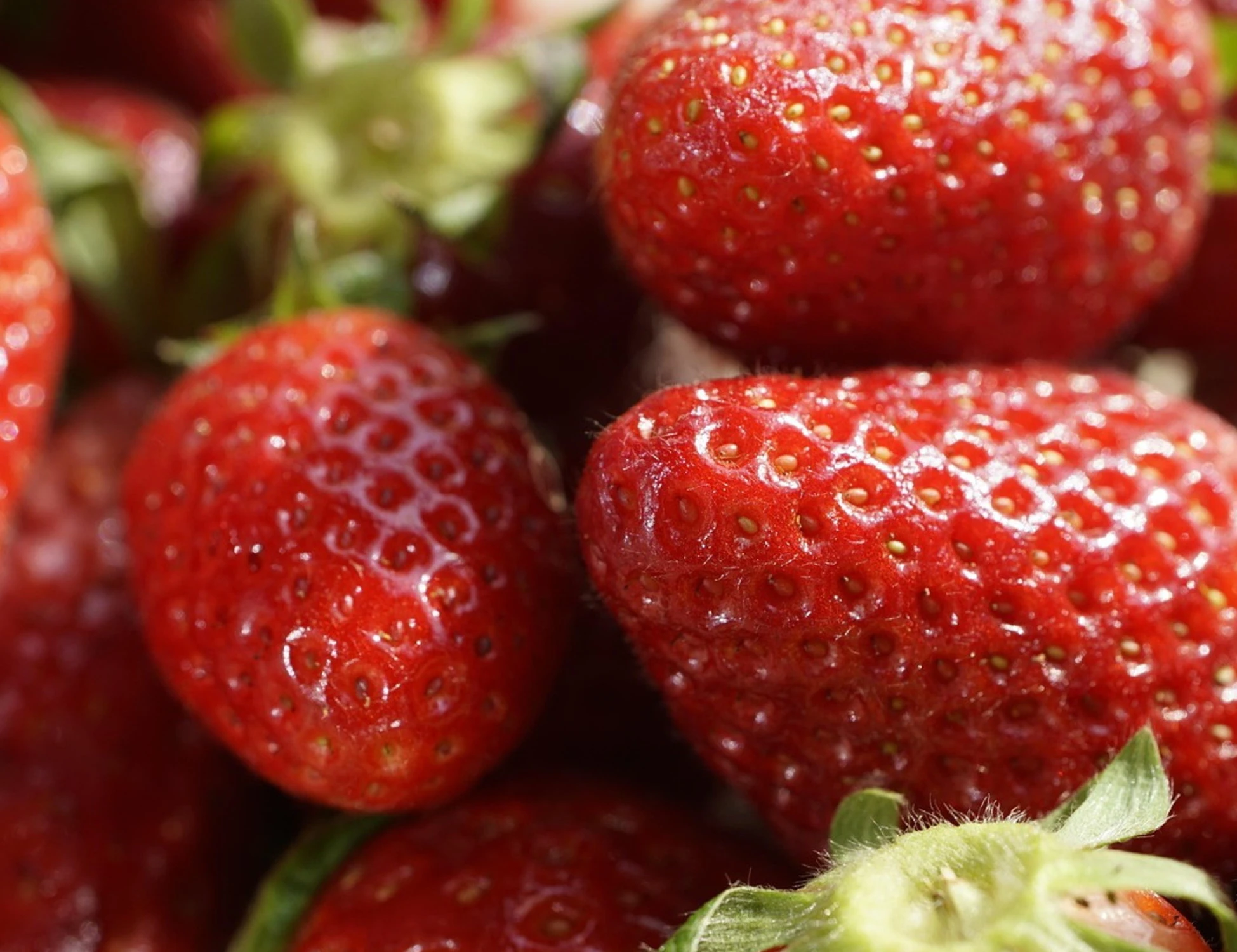 Le migliori fragole italiane alla conquista dell’Europa
