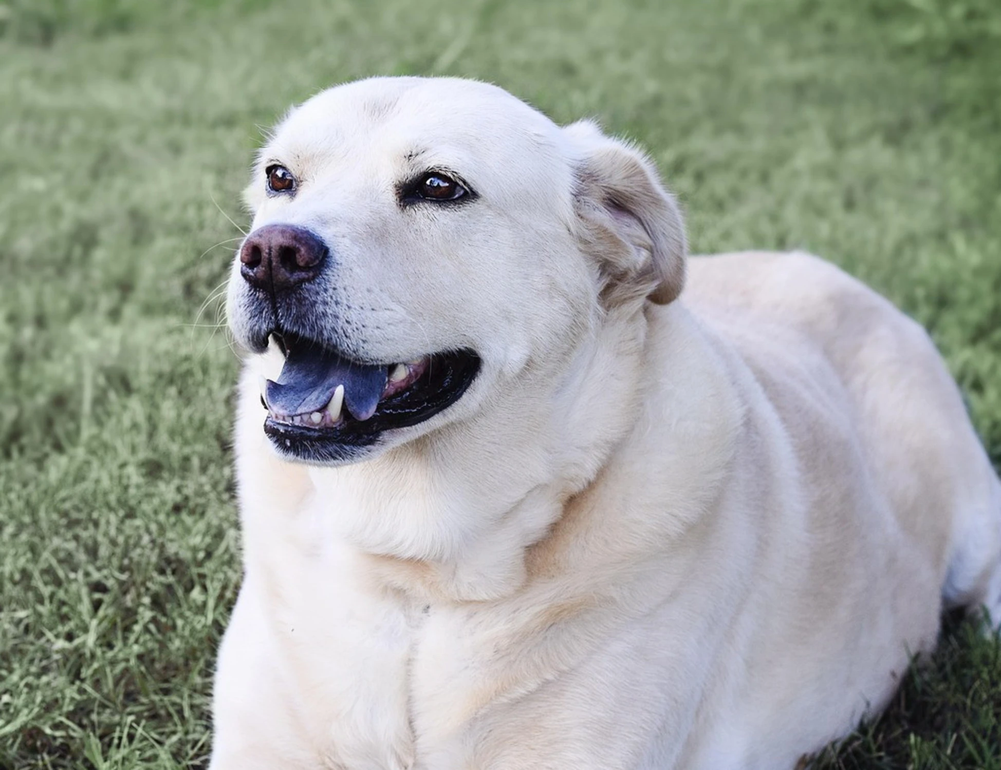 Cosa e come lo dice: capire il cane attraverso l'abbaio