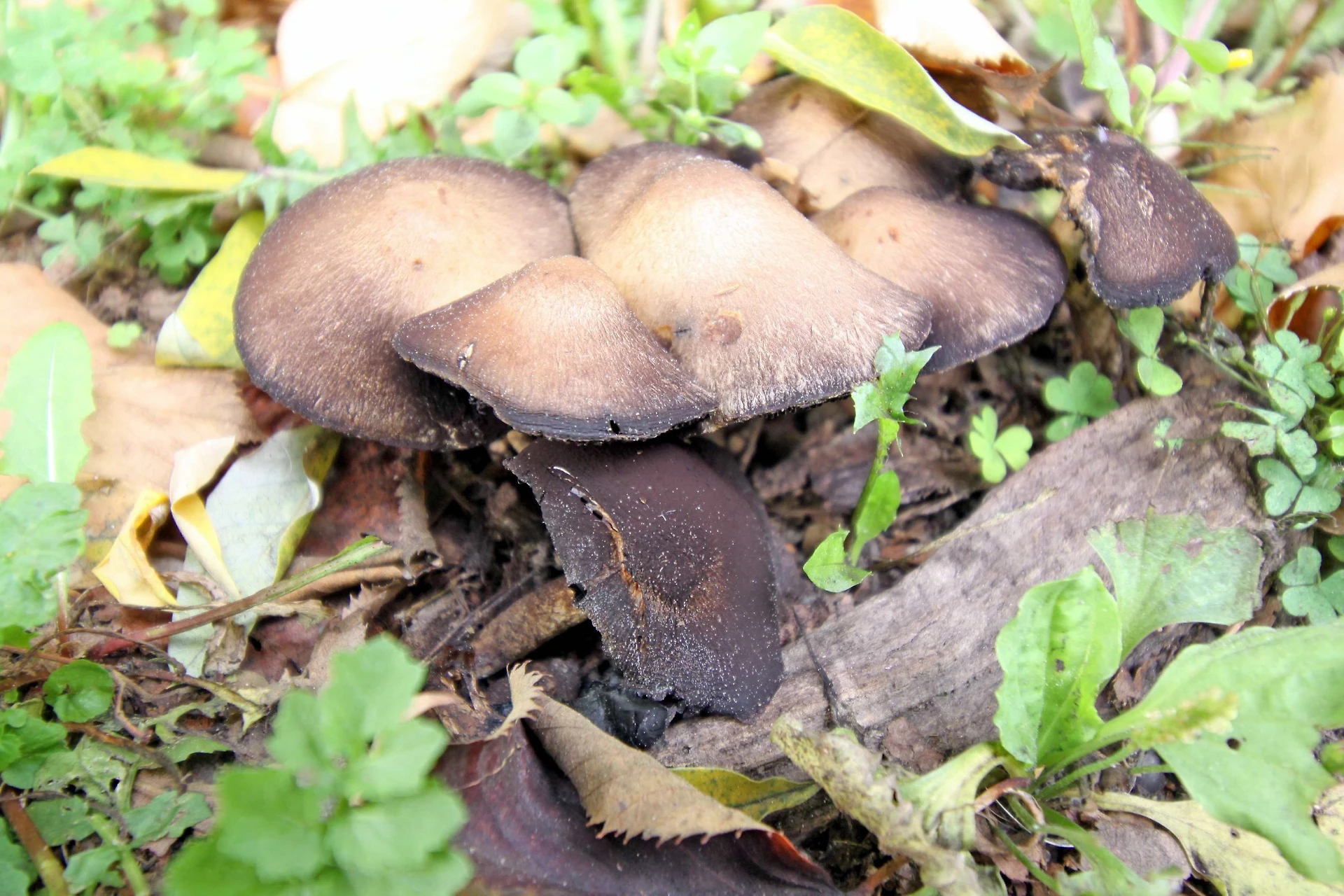 Valencia, mangia funghi in un ristorante stellato e muore. Altre undici persone intossicate