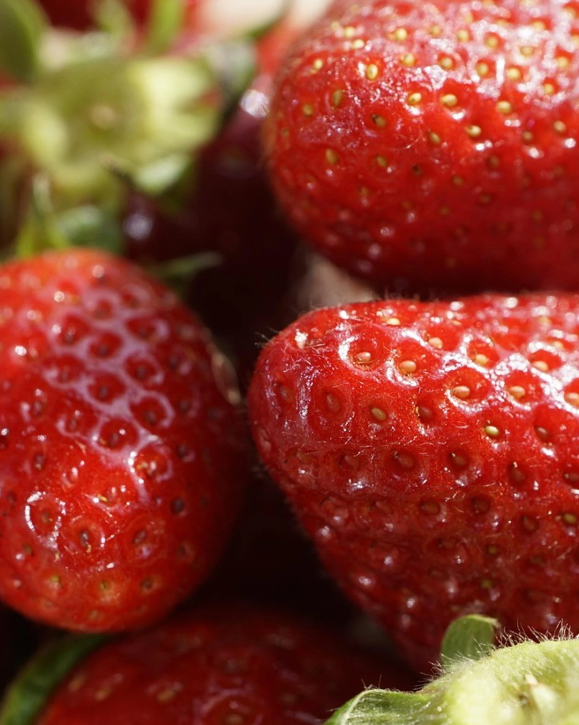 Le migliori fragole italiane alla conquista dell’Europa