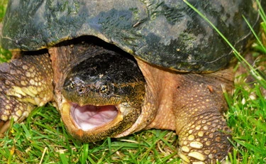 Tartarughe azzannatrici, doppio avvistamento a Roma: perché sono pericolose