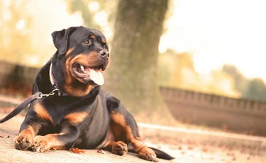 Porto Cesareo, 12enne azzannata da un rottweiler: l'ipotesi choc