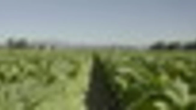 Tabacco e Made in Italy: contratti di filiera e tema regolatorio