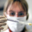 Germania, influenza suina:
