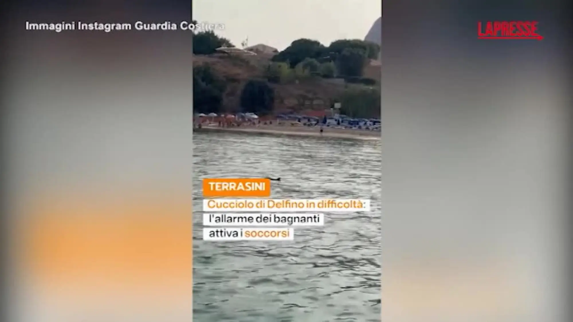Palermo, cucciolo di delfino salvato dalla Guardia Costiera