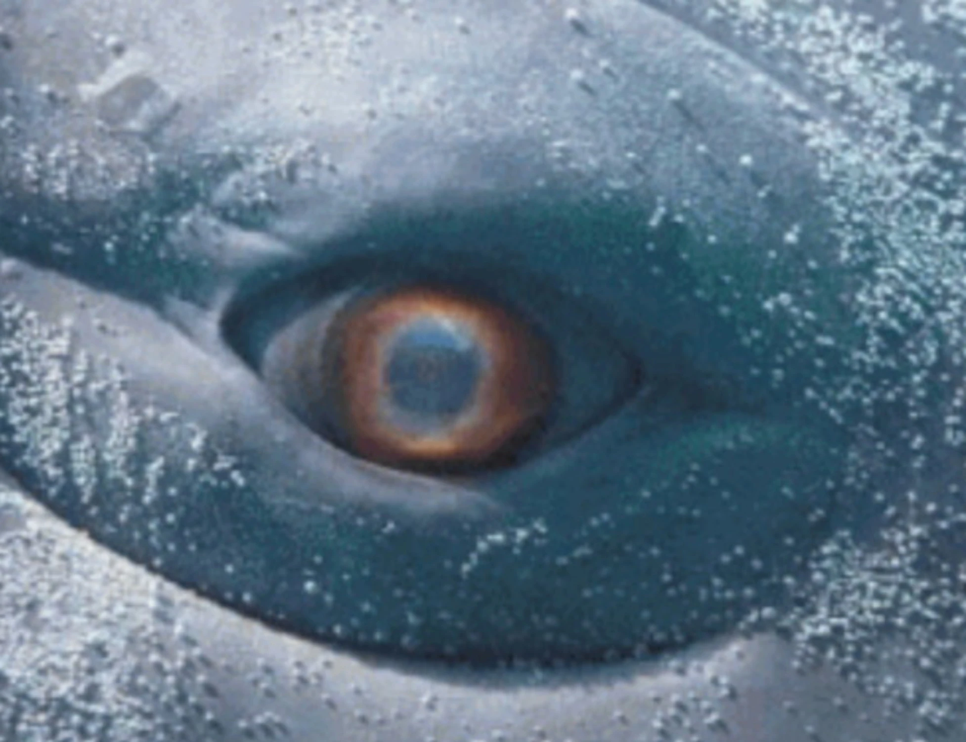 Moby Dick, in mostra la sfida tra bene e male