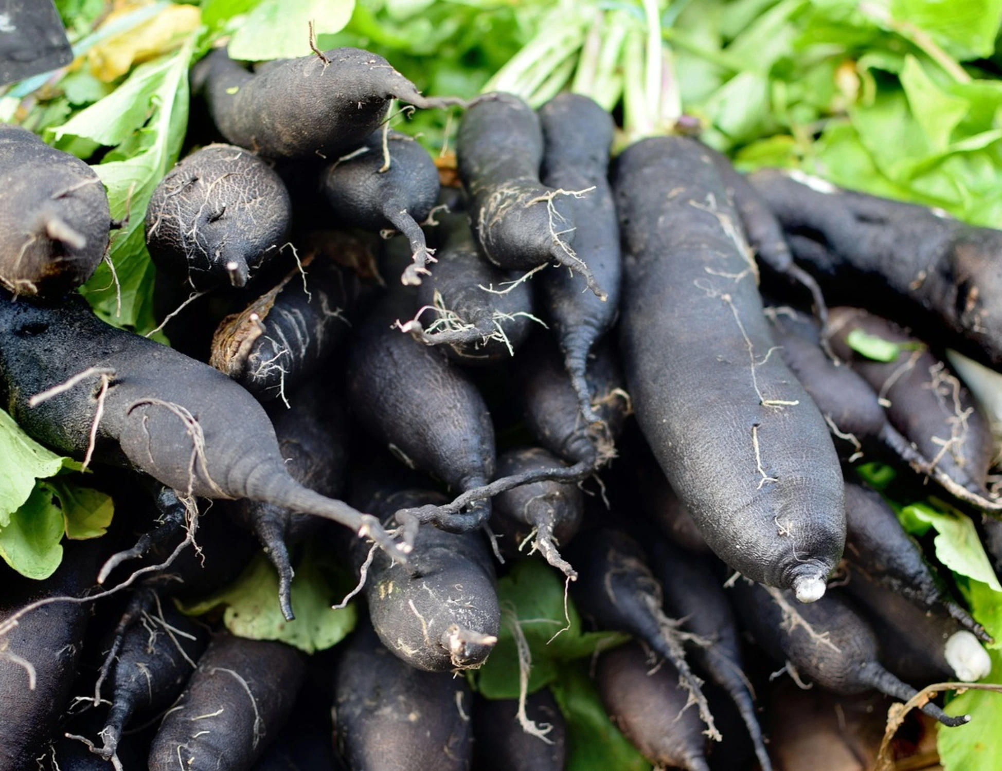 Scorzonera, il segreto dell'asparago d'inverno