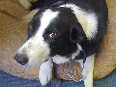 Studio Usa sull'empatia: quando un cane soffre commuove più di un uomo