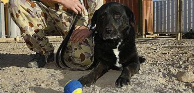 Ritrovato cane dell'esercito inglese